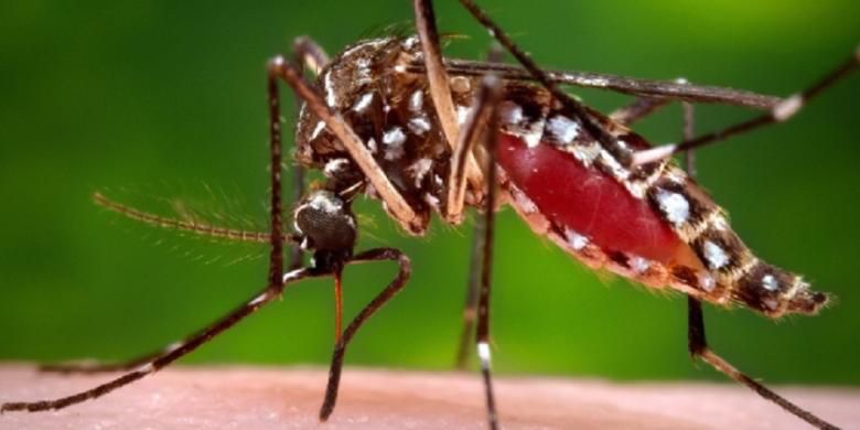 Virus Zika yang disebabkan gigitan nyamuk telah menyebar di Asia Tenggara setelah mewabah di Amerika, yang dimulai di Brasil pada awal 2015.(James Gathany/CDCP/AP)
